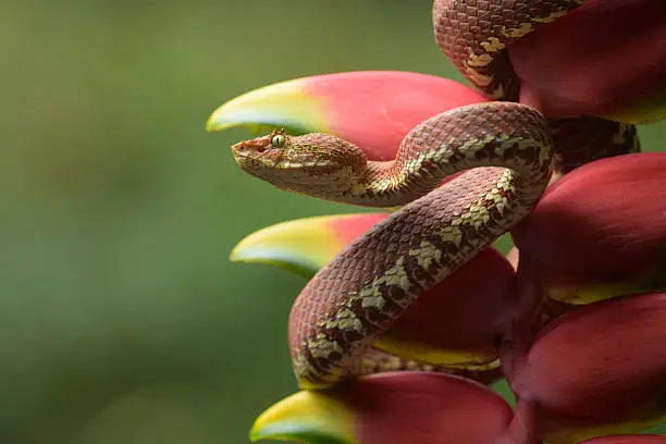 Eyelash Viper