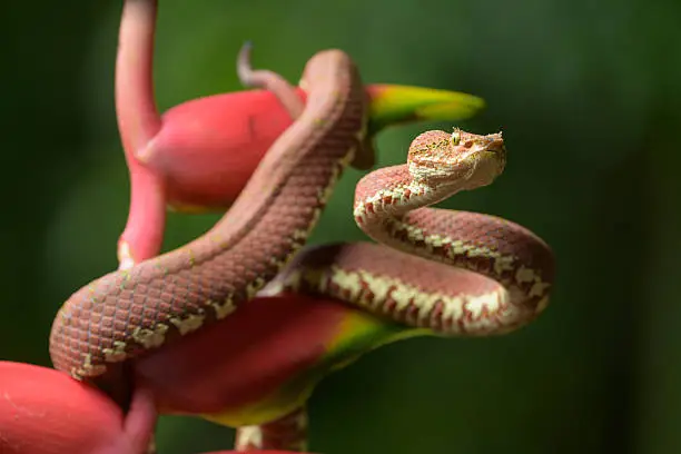 Eyelash Viper