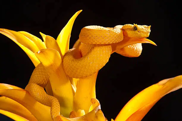 Eyelash Viper