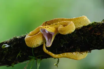 Eyelash Viper