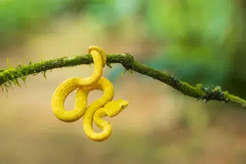 Eyelash Viper