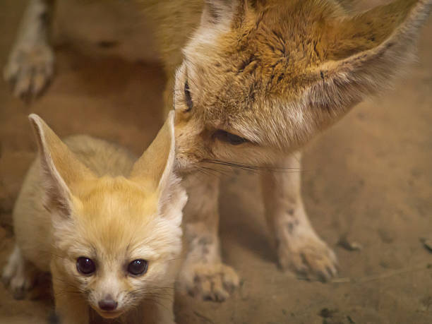 fennec fox