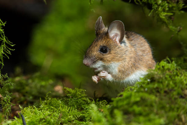 Field Mouse