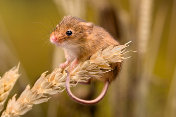 Field Mouse
