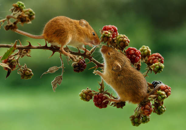 Field Mouse