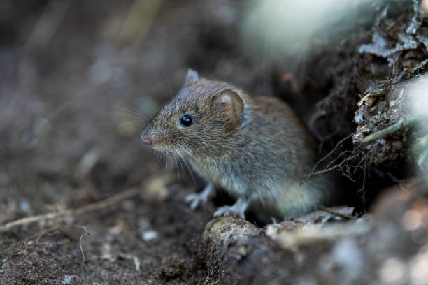Field Mouse