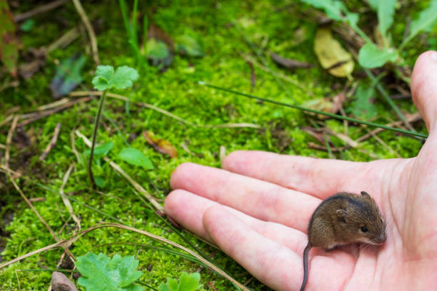 Field Mouse