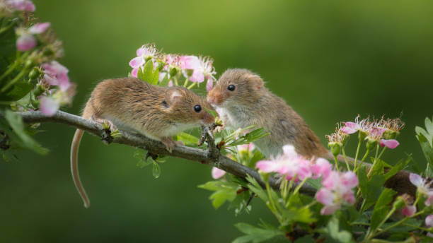 Field Mouse