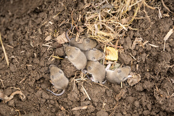 Field Mouse