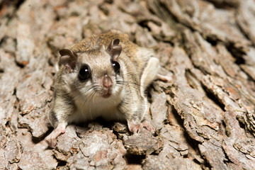 Flying Squirrel