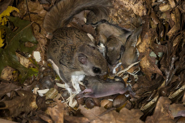  Flying Squirrel