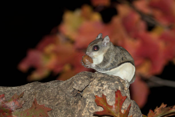  Flying Squirrel
