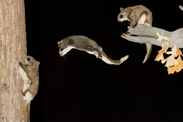  Flying Squirrel