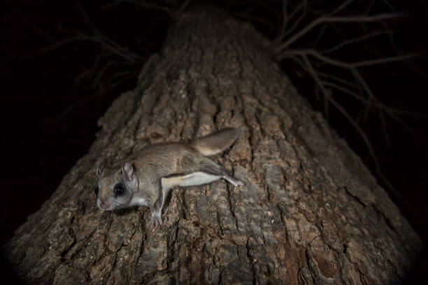 Flying Squirrel