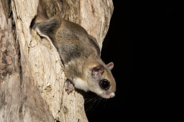  Flying Squirrel