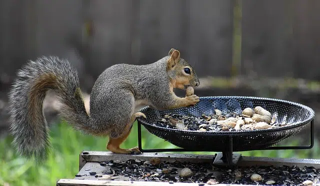 Fox Squirrel