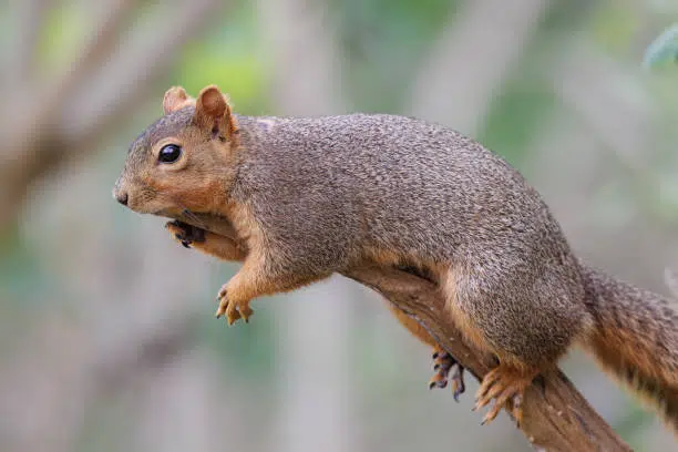 Fox Squirrel
