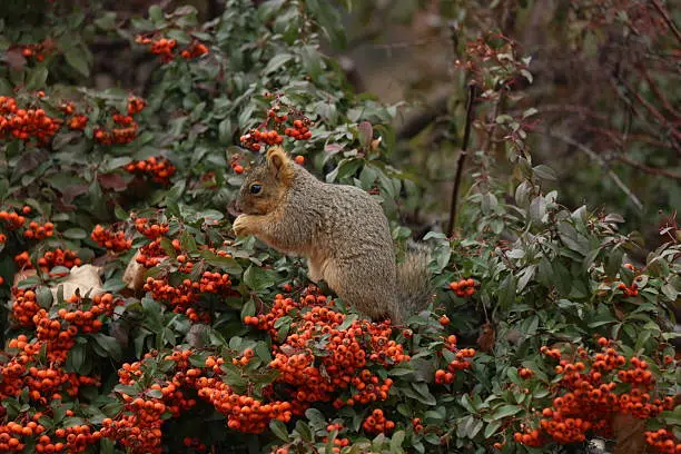 Fox Squirrel
