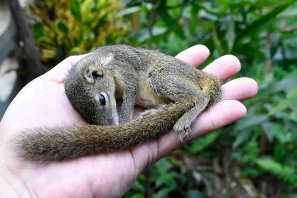 Fox Squirrel