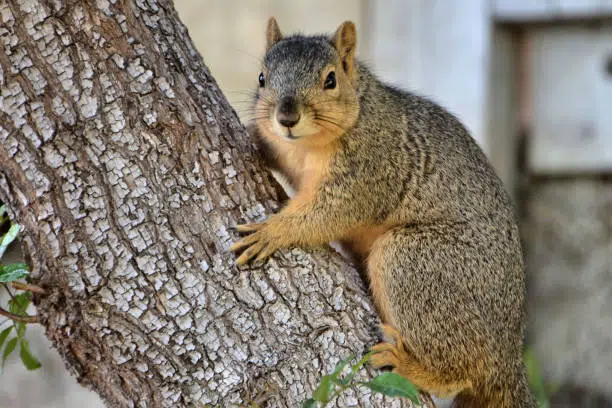 Fox Squirrel