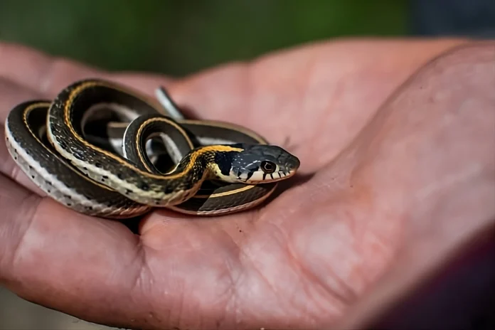 Garter Snake