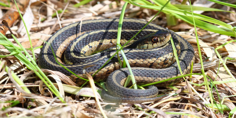 Garter Snake