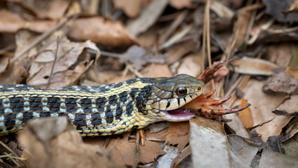 Garter Snake