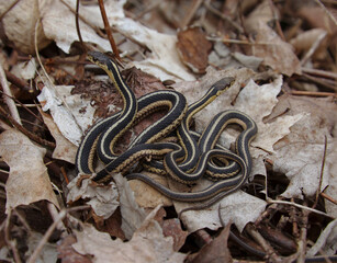 Garter Snake