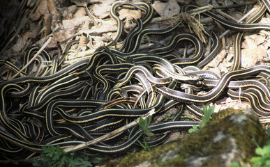 Garter Snake