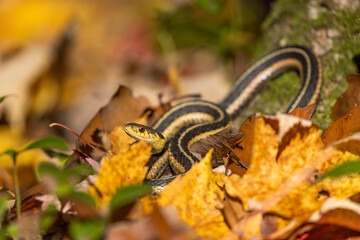 Garter Snake