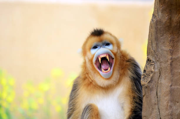 Golden Snub-nosed Monkey