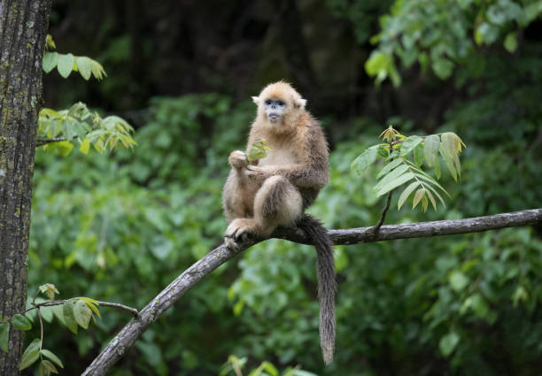 Golden Snub-nosed Monkey
