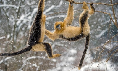Golden Snub-nosed Monkey