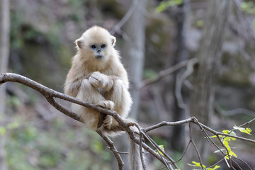 Golden Snub-nosed Monkey