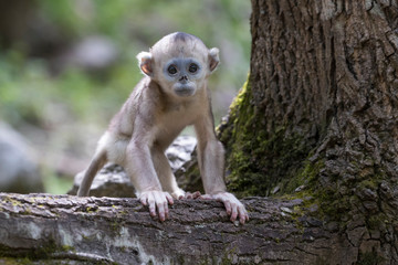 Golden Snub-nosed Monkey