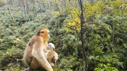 Golden Snub-nosed Monkey