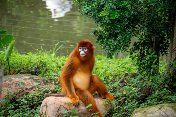 Golden Snub-nosed Monkey