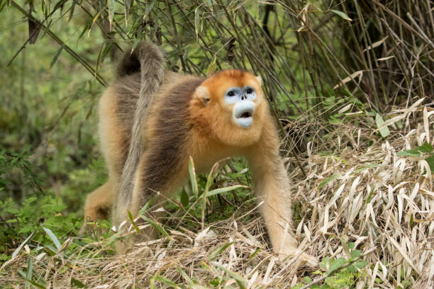 Golden Snub-nosed Monkey