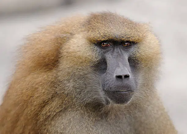 Guinea Baboon