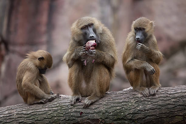 Guinea Baboon