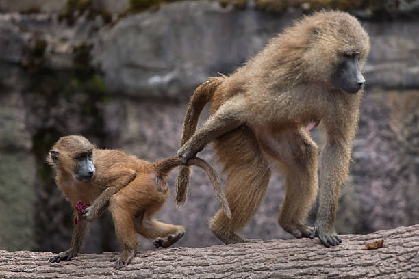 Guinea Baboon