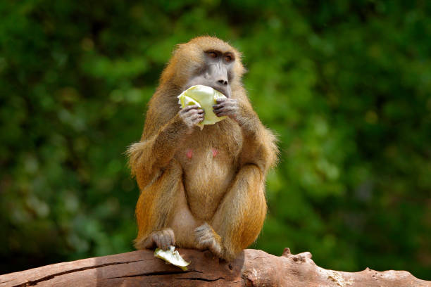 Guinea Baboon