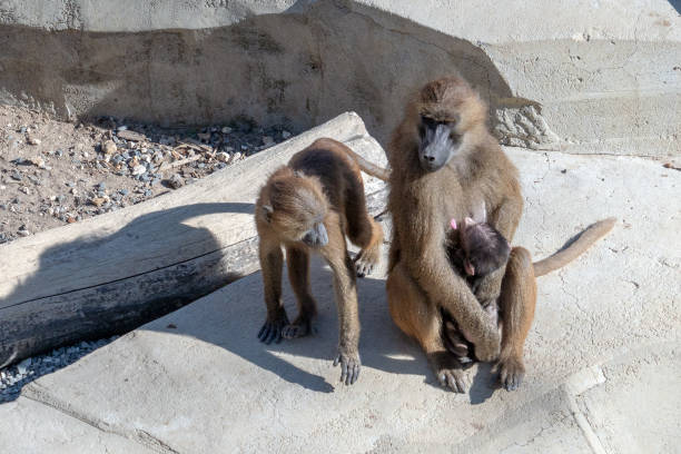 Guinea Baboon