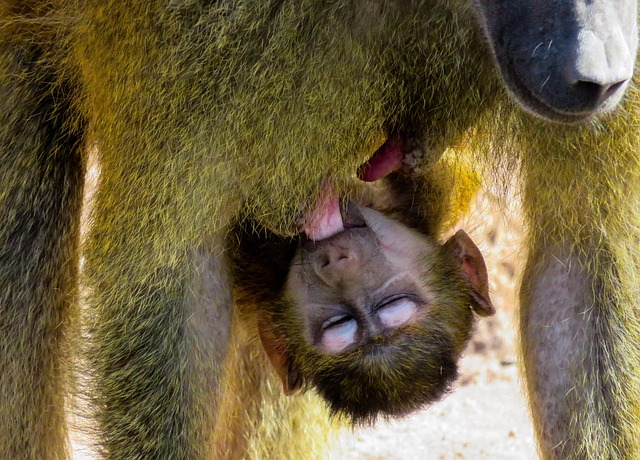 Guinea Baboon