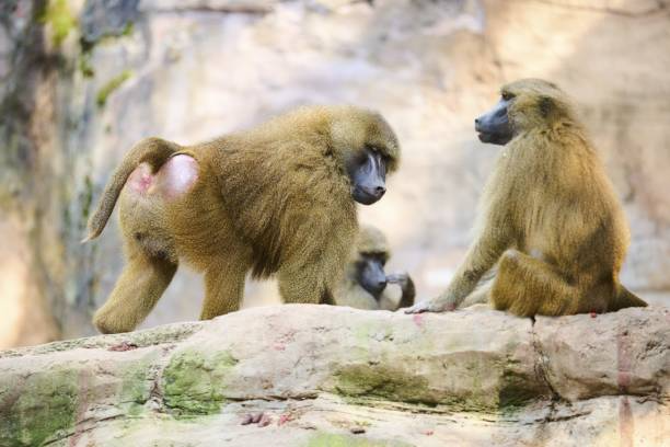 Guinea Baboon