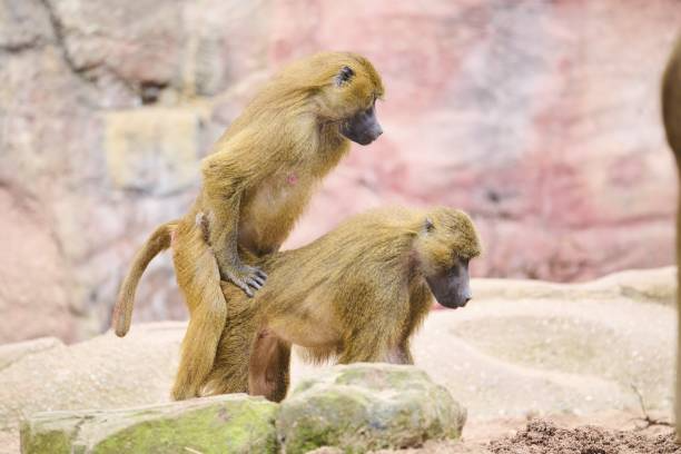 Guinea Baboon