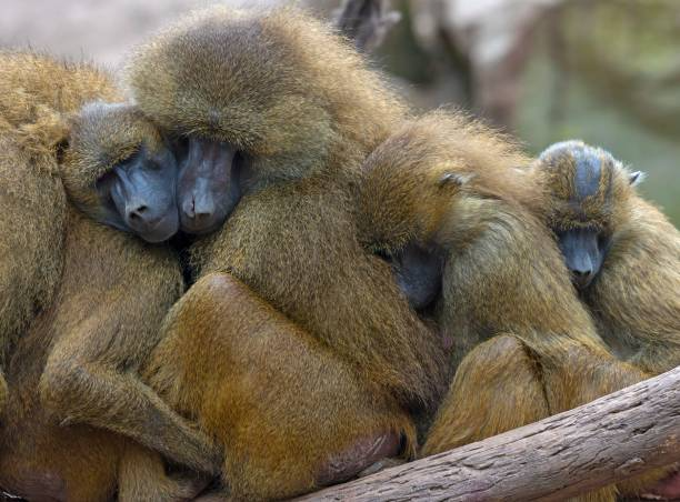 Guinea Baboon