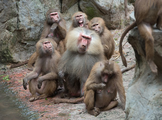 Hamadryas Baboon