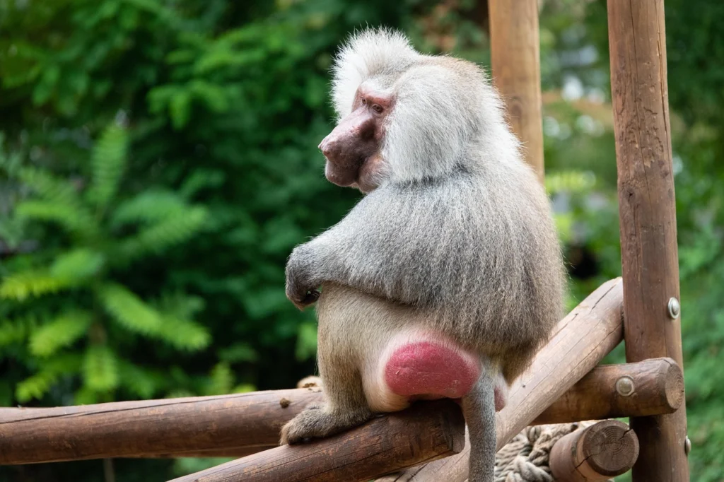 Hamadryas Baboon