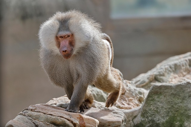 Hamadryas Baboon